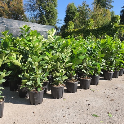 Prunus l. Novita 60-80cm LONEC (balirana sadike)