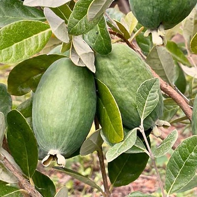 Feijoa/ Ananasova Guava