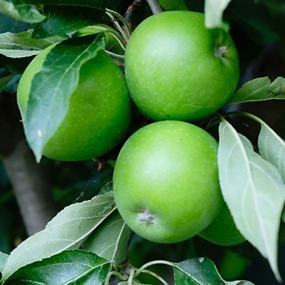 Jablana Granny Smith pritlikava LONEC