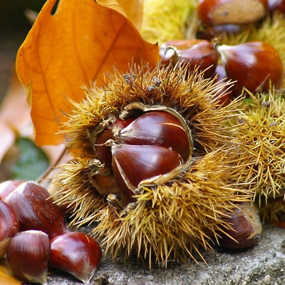 Kostanj Bouche de Betizac