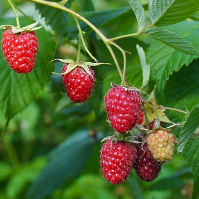 Maline (enkrat rodne) Tulameen