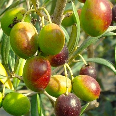 Oljka Arbequina