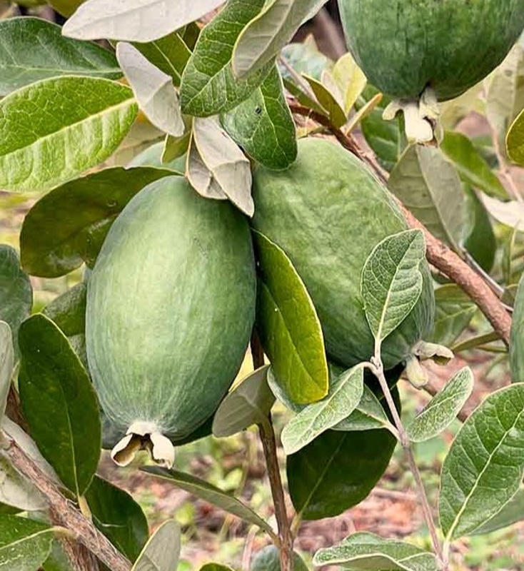 feijoa 1