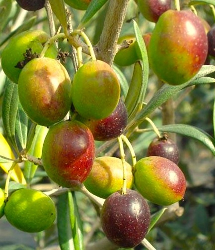 oljka arbequina