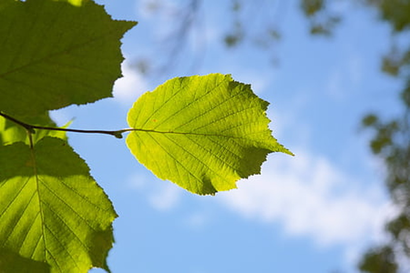 leaf green back light sky thumb