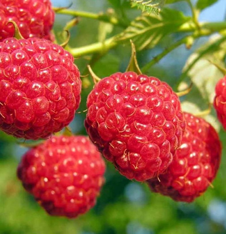 rubus idaeus willamette large