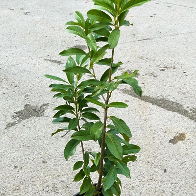 Lovorikovec Prunus L. Genolia 60-80cm lonec