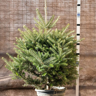 Vlončena novoletna drevesa