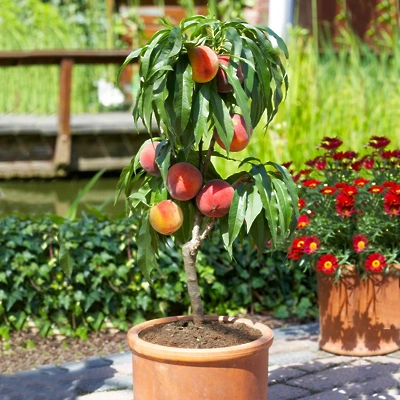 Breskev Honey Red MINI LONEC