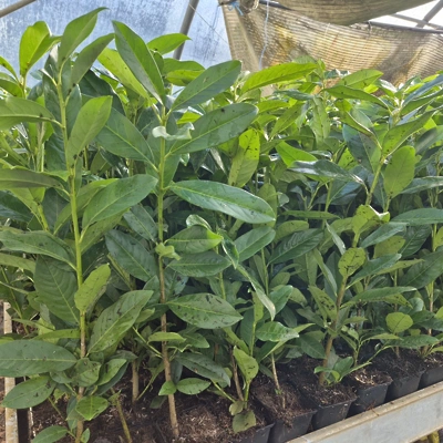 Lovorikovec Prunus L. Genolia P9 LONEC