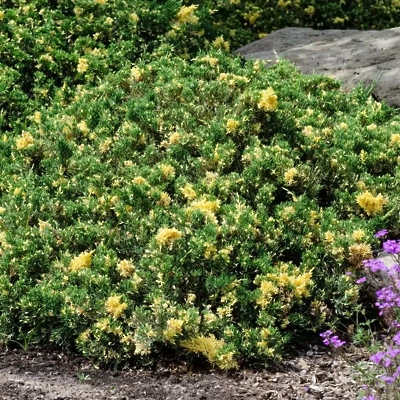 juniperus Chinesis Variegata LONEC C3