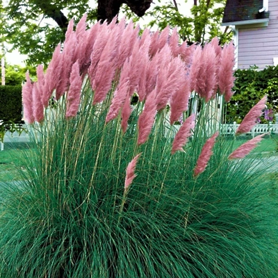 Cortaderia S. Pink Feather LONEC C3