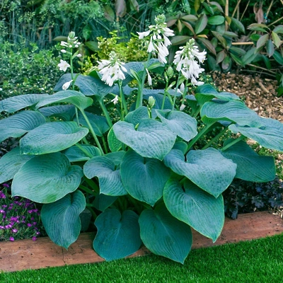 Hosta Bressingham Blue LONEC C2