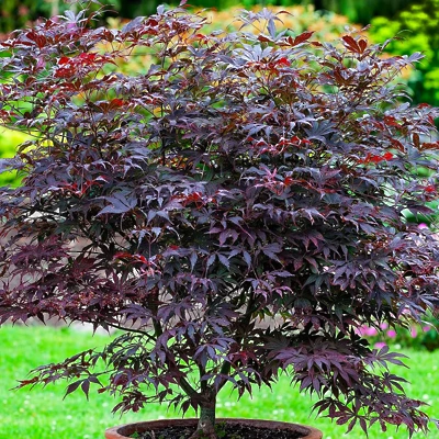 Acer Palmatum Black Lace 40-60cm LONEC