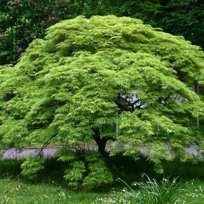 Acer Palmatum Dissectum 60-80cm LONEC