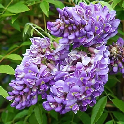 Wisteria Longwood Purple (Plezalka) 40-60cm LONEC