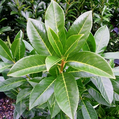 Lovorikovec Prunus L. Caucasica P9 LONEC